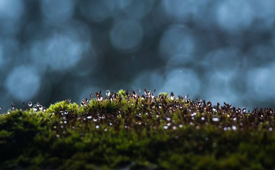 Аромати с интересни съставки: дъбов мъх