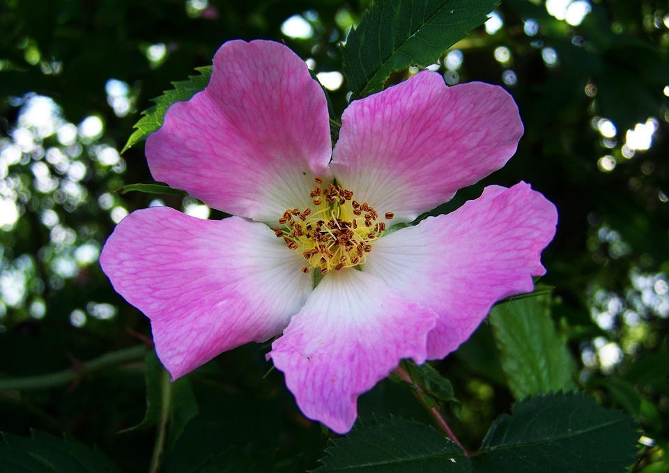 8 най-силни афродизиаци сред уханията - имайте ги предвид