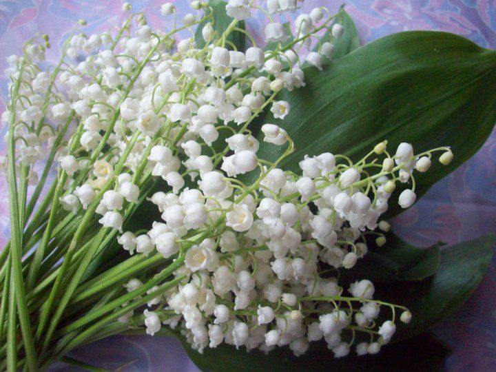 Назад към природата: 6 марки екологични парфюми в тенденцията към естествени ухания