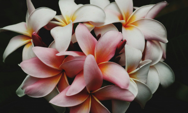 Защо уханието на ванилия е най-предпочитано на света