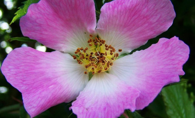 8 най-силни афродизиаци сред уханията - имайте ги предвид