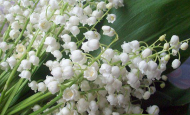 Назад към природата: 6 марки екологични парфюми в тенденцията към естествени ухания