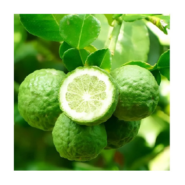 Nasamat Nasamat England Cashmere - изглед 2